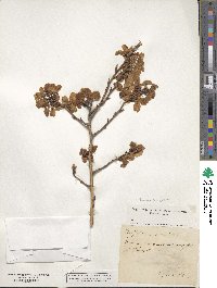 Prunus amygdalus image