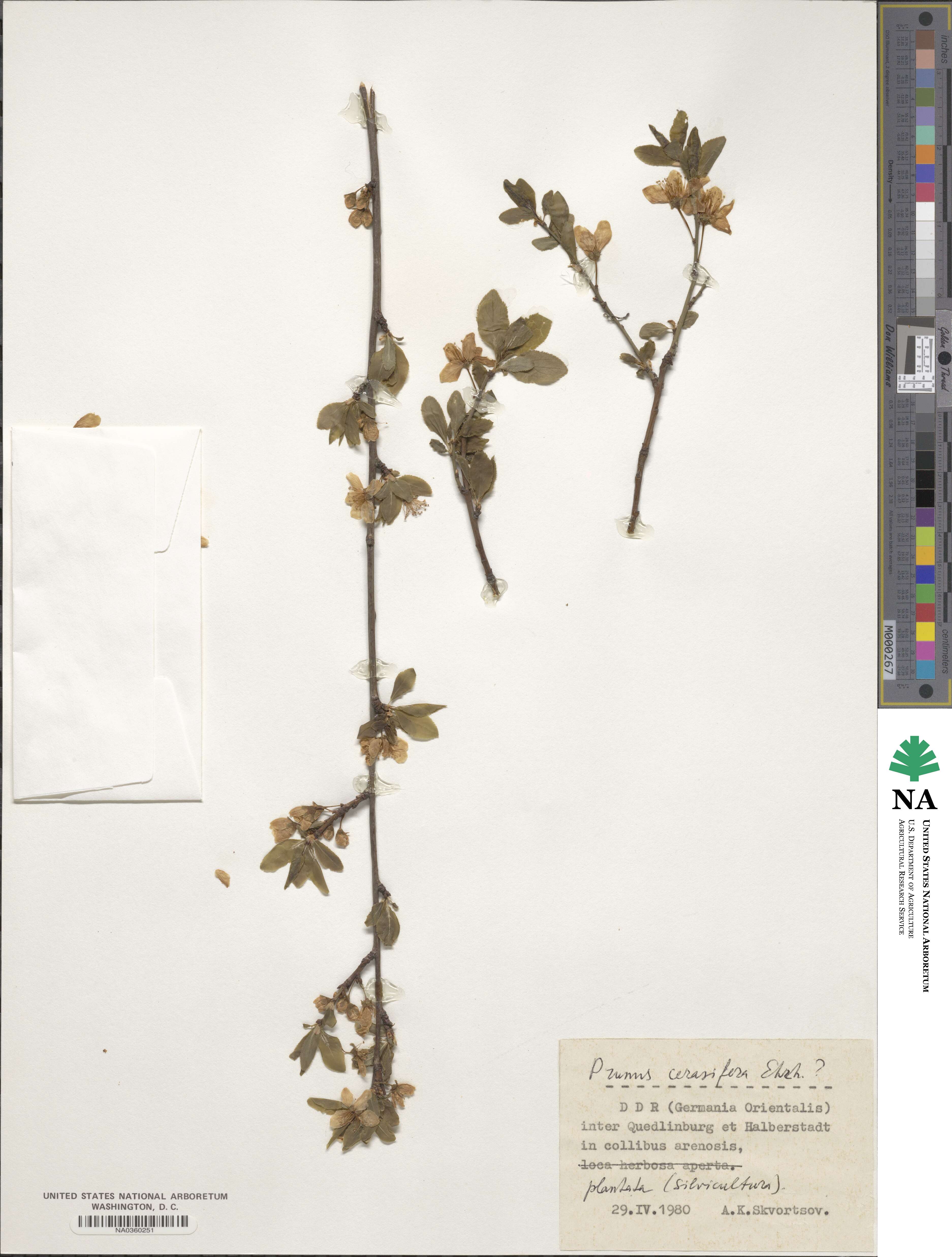 Prunus cerasifera image