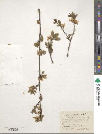 Prunus cerasifera image