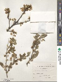 Prunus cerasifera image