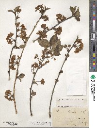 Prunus cerasus image