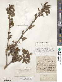 Prunus cerasus image