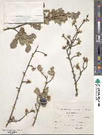 Prunus cocomilia image