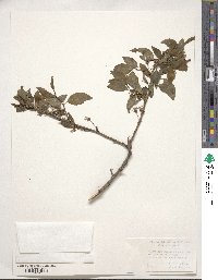 Prunus avium image