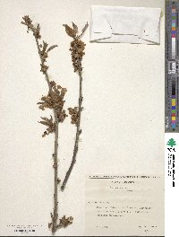 Prunus avium image