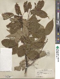 Prunus avium image