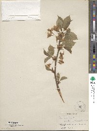 Prunus avium image