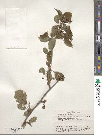 Prunus avium image