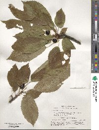 Prunus avium image