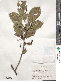 Prunus avium image