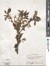 Prunus avium image