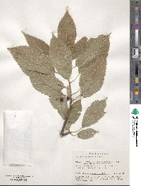 Prunus avium image