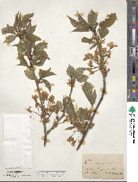 Prunus avium image