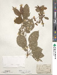 Prunus avium image