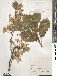 Prunus avium image