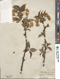 Prunus avium image