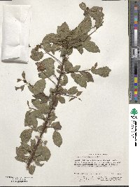 Prunus cerasifera image