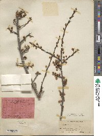 Prunus cerasifera image