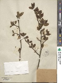 Prunus domestica image