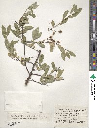 Prunus fruticosa image