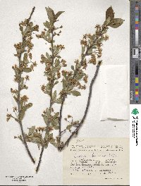 Prunus fruticosa image