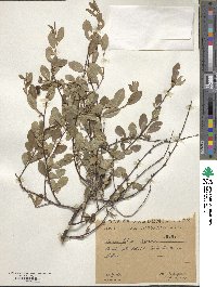 Prunus fruticosa image