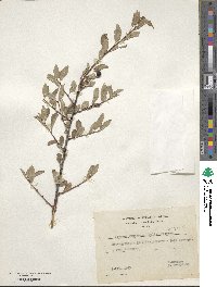 Prunus fruticosa image