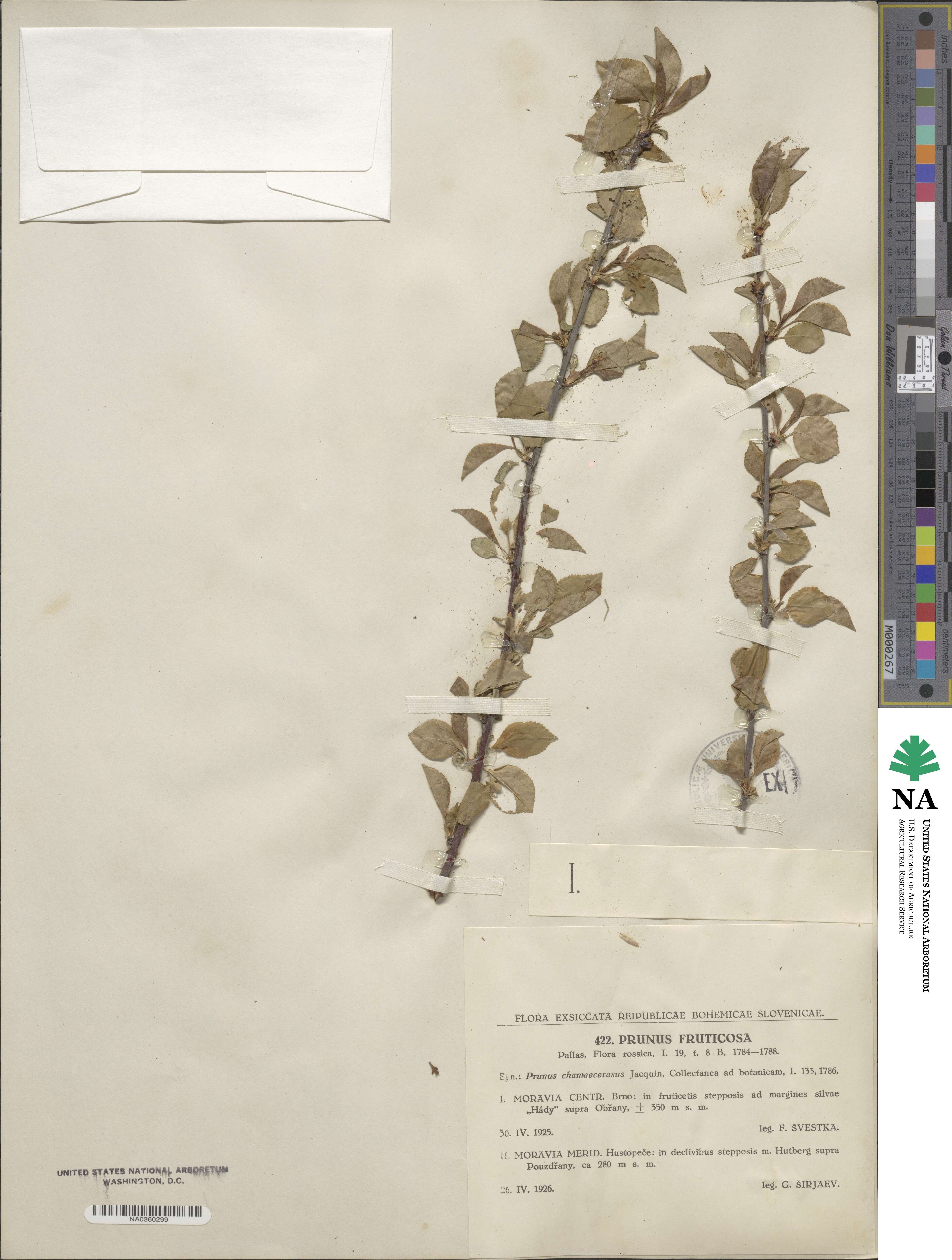Prunus fruticosa image