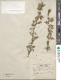 Prunus fruticosa image