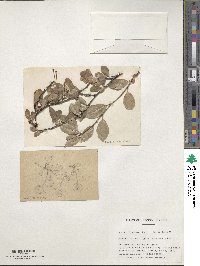 Prunus fruticosa image