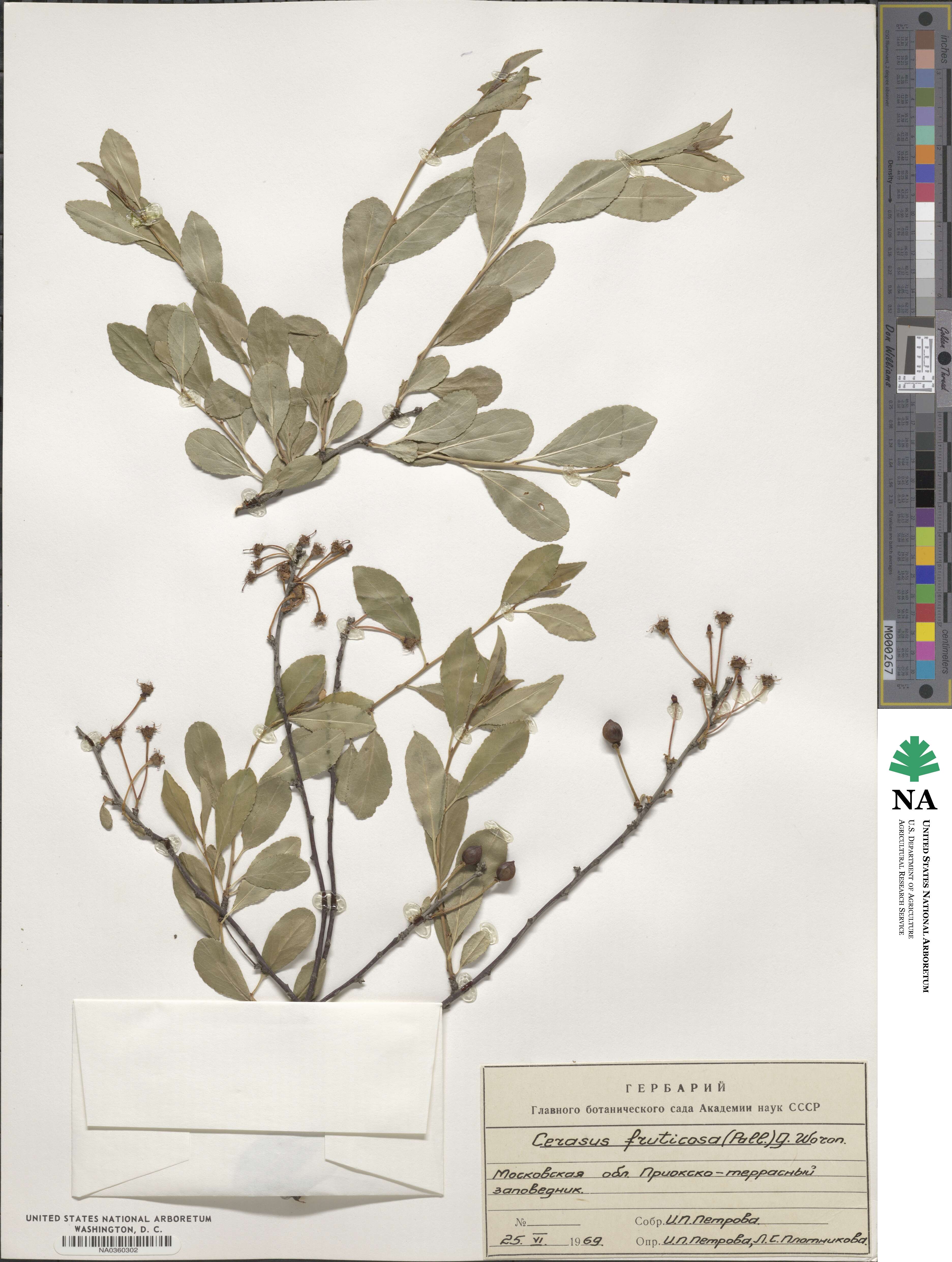 Prunus fruticosa image