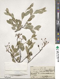 Prunus fruticosa image