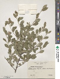 Prunus fruticosa image