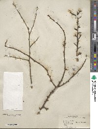 Prunus insititia image