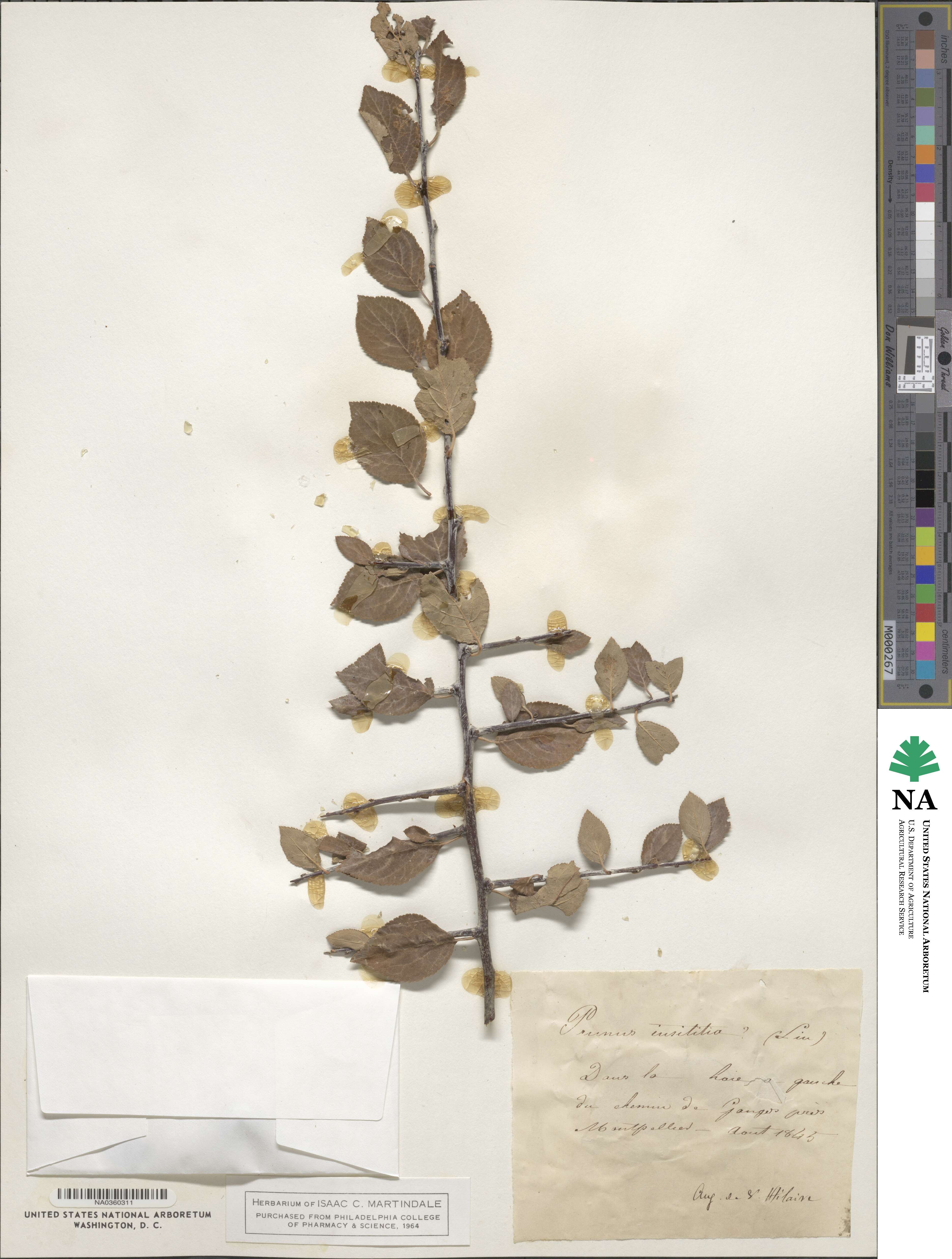Prunus insititia image