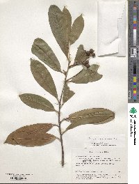 Prunus laurocerasus image