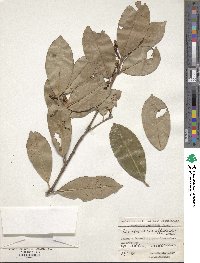 Prunus laurocerasus image