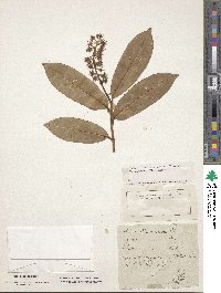 Prunus laurocerasus image