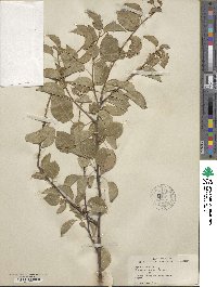 Prunus mahaleb image