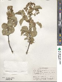 Prunus mahaleb image