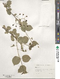 Prunus mahaleb image