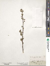 Prunus mahaleb image