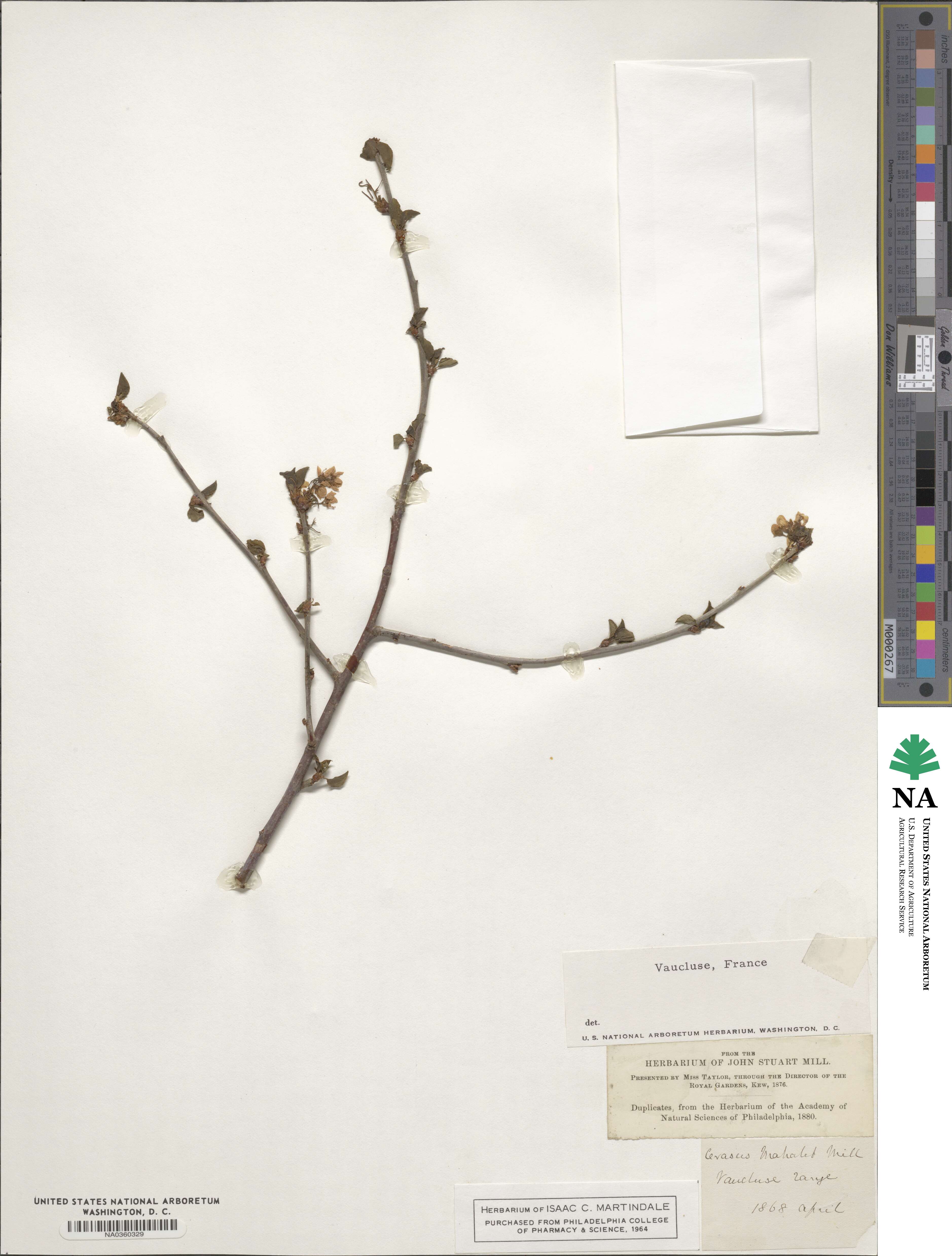 Prunus mahaleb image