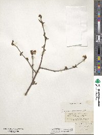 Prunus mahaleb image