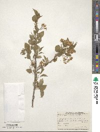 Prunus mahaleb image