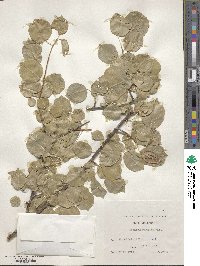 Prunus mahaleb image