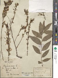 Prunus nana image