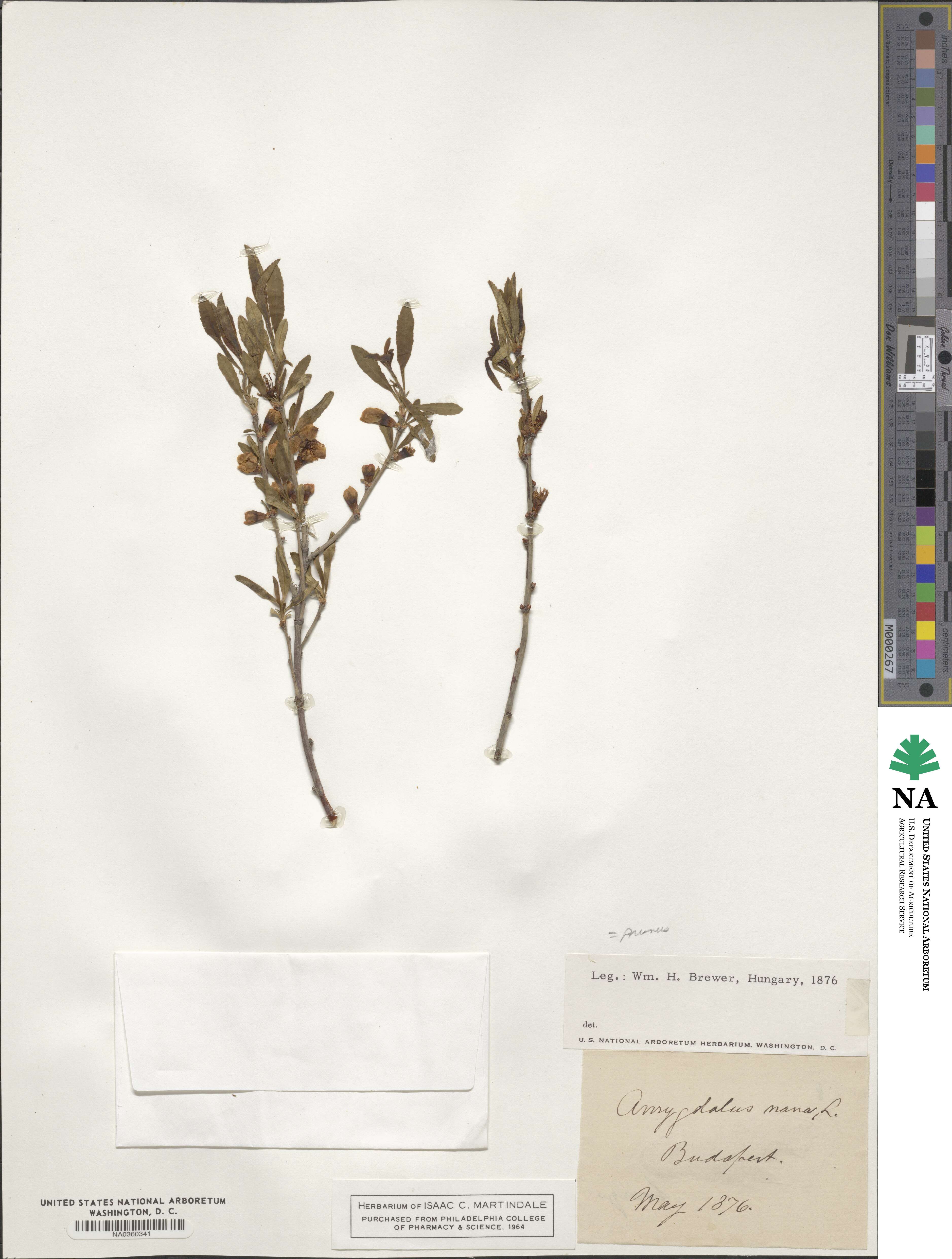 Prunus nana image