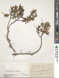 Prunus nana image