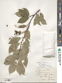 Prunus padus image